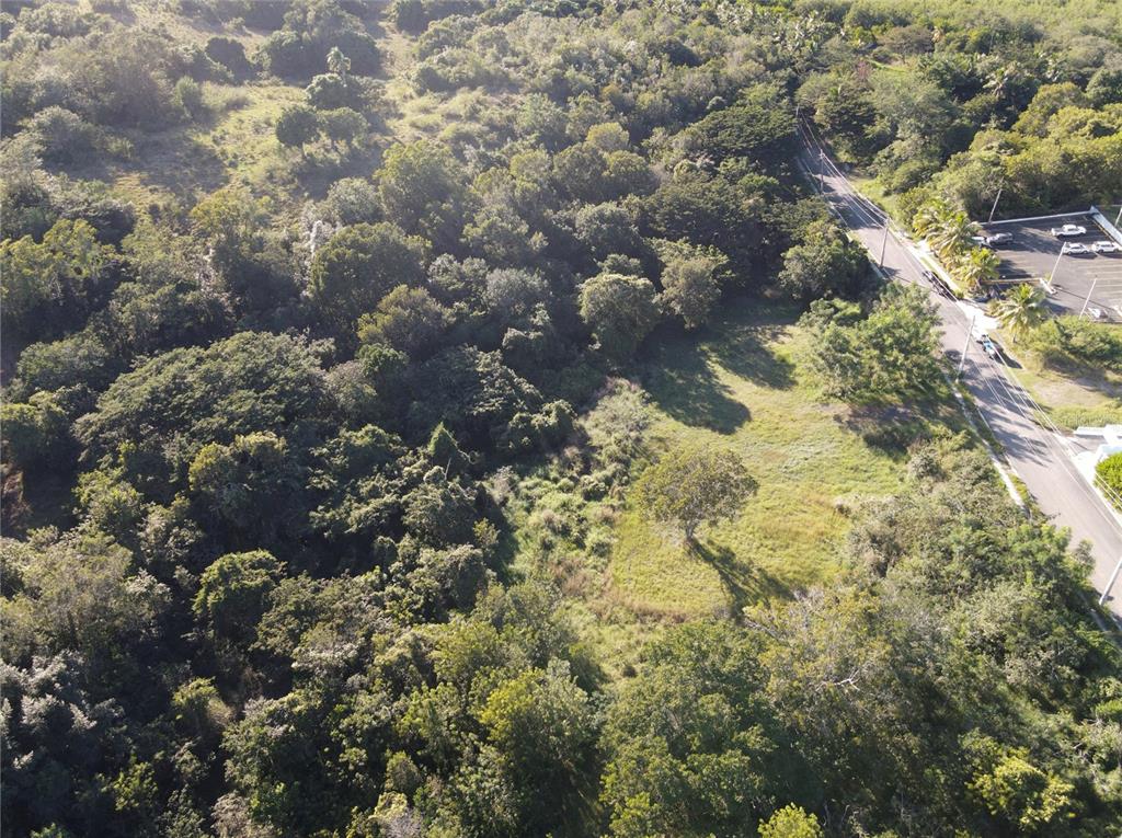 An aerial view shows a grassy lot bordered by dense trees and a paved road — CARR. 307, KM. 3.5 LA MELA, BO. PEDERNALES, CABO ROJO, PR