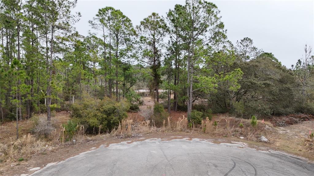 A paved cul-de-sac leads to a wooded, undeveloped lot with tall pine trees — 1255 WAHNETA DRIVE, KISSIMMEE, FL