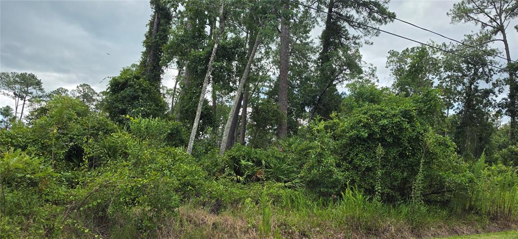 A dense, wooded lot features tall pine trees and thick undergrowth under a cloudy sky — 10TH AVENUE, DELAND, FL