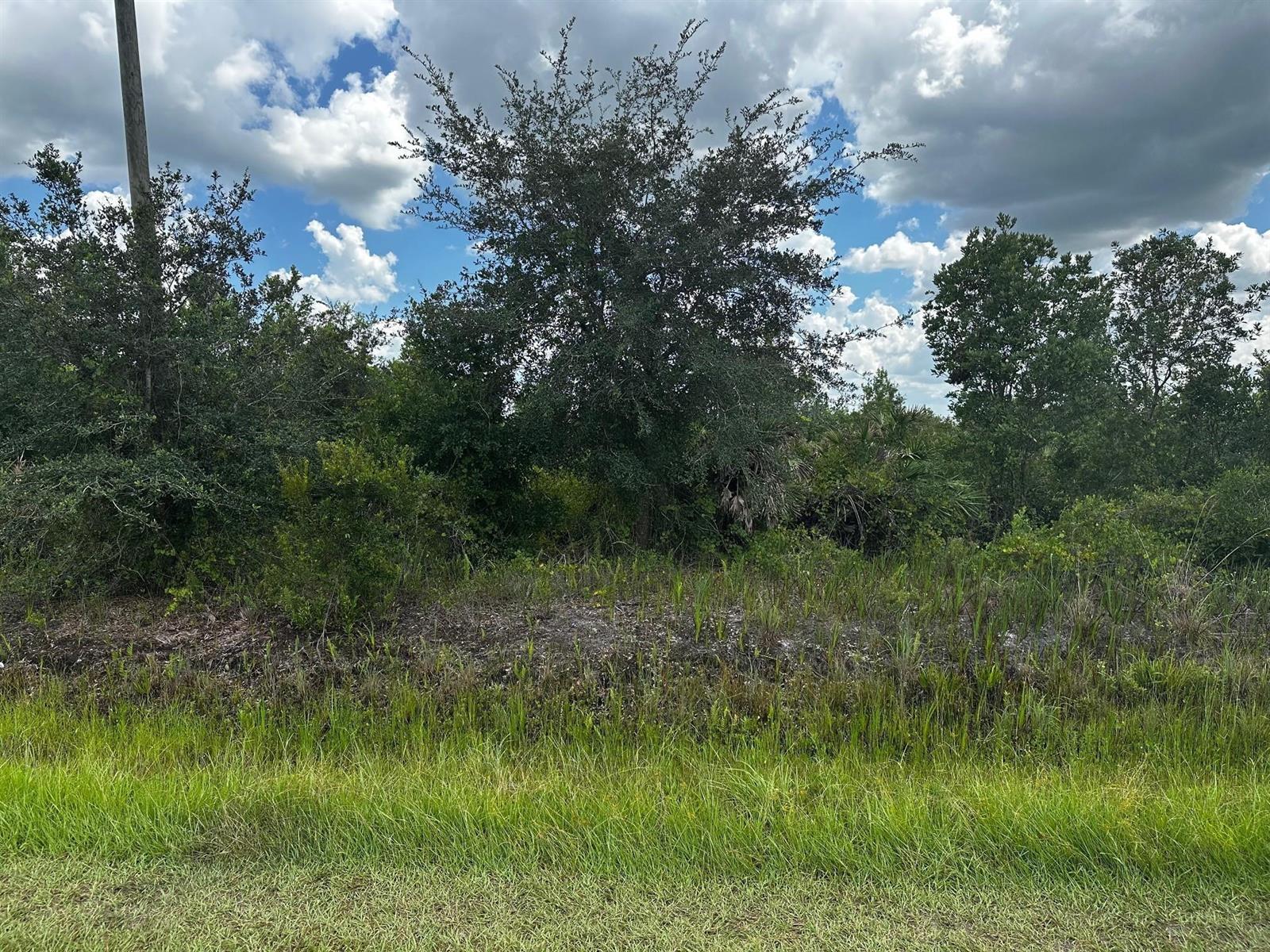 A view of a grassy foreground leading to a dense thicket of trees and shrubs — 16114 NW 262nd Street, Okeechobee FL 34972, OKEECHOBEE, FL