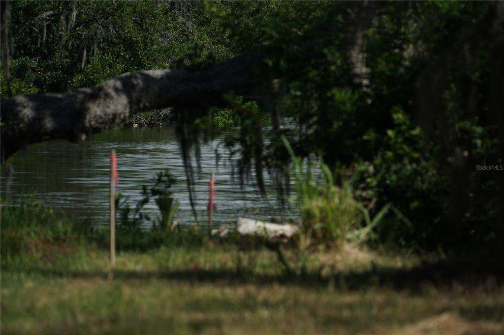 A view of a river framed by a large tree branch and tall grasses — TIBERIUS TRAIL, NEW PORT RICHEY, FL