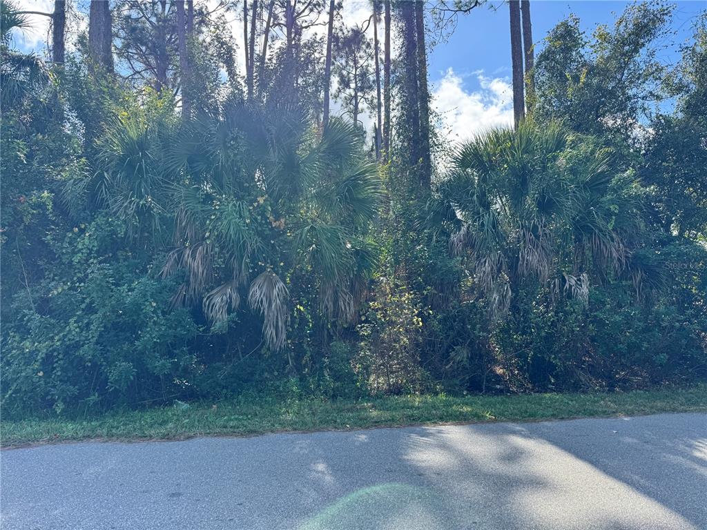 A paved road runs in front of a dense, wooded lot with several palm trees — TISHMAN AVENUE, NORTH PORT, FL