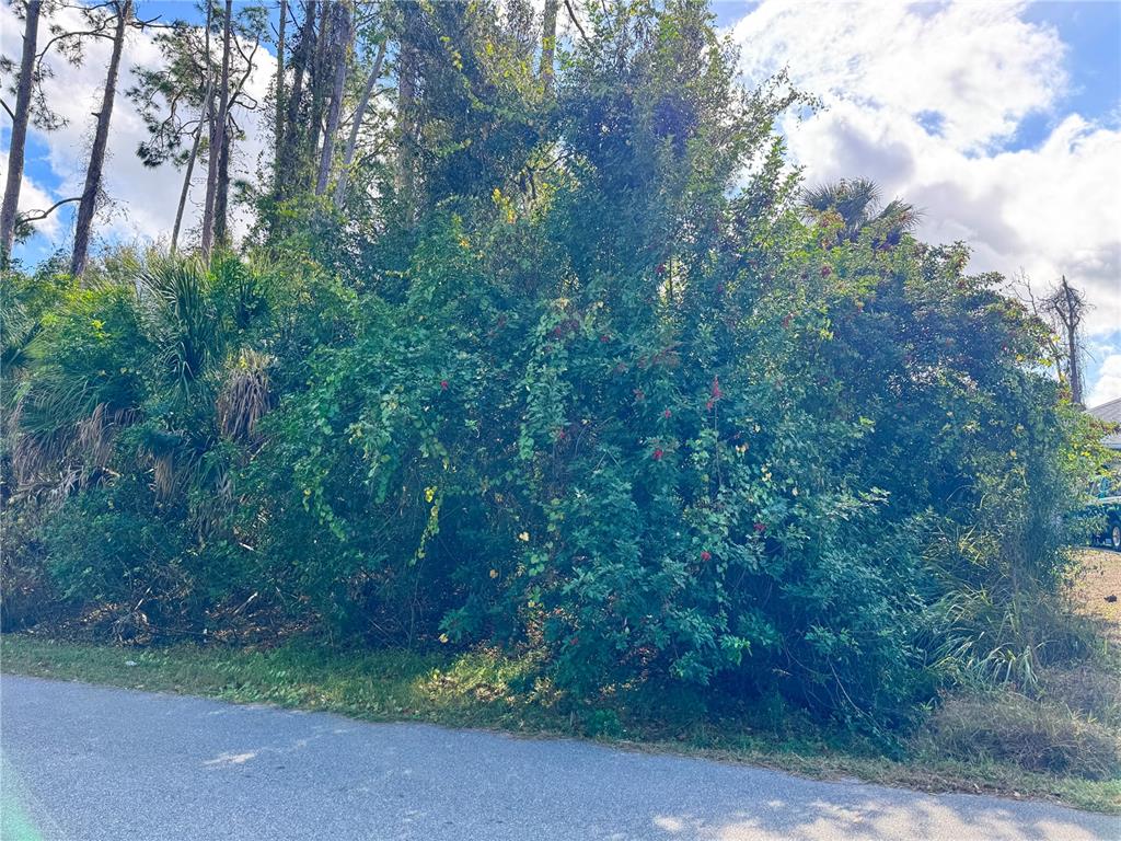A dense thicket of trees and shrubs grows along the edge of a paved road — TISHMAN AVENUE, NORTH PORT, FL