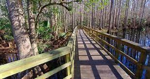 A wooden boardwalk path winds through a dense cypress swamp with standing water and trees — 5907 Praise Avenue, Sebring FL 33870, SEBRING, FL