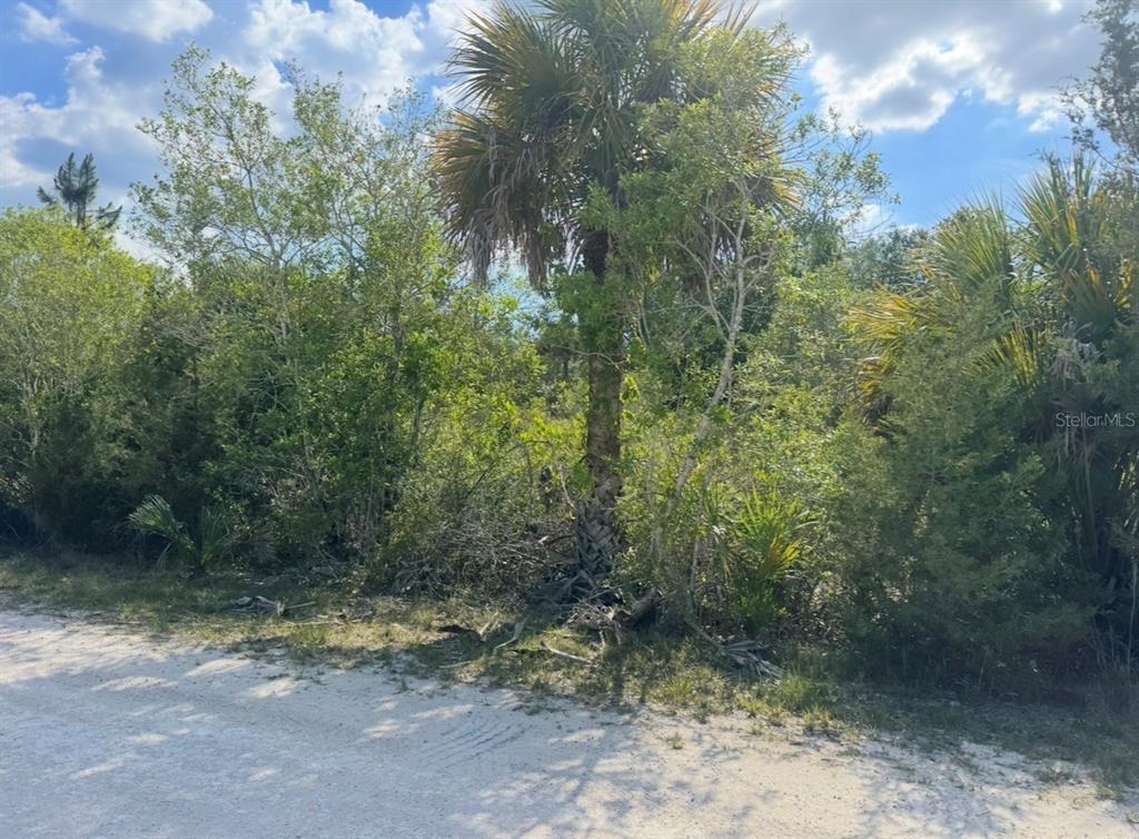 A dirt road borders a densely wooded lot featuring a tall palm tree — 18455 QUIET ROAD, WEEKI WACHEE, FL
