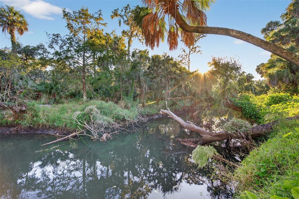 A sunlit creek flows through a lush, wooded area with palm trees and fallen logs — 6345 LOST TRAIL, HOLIDAY, FL