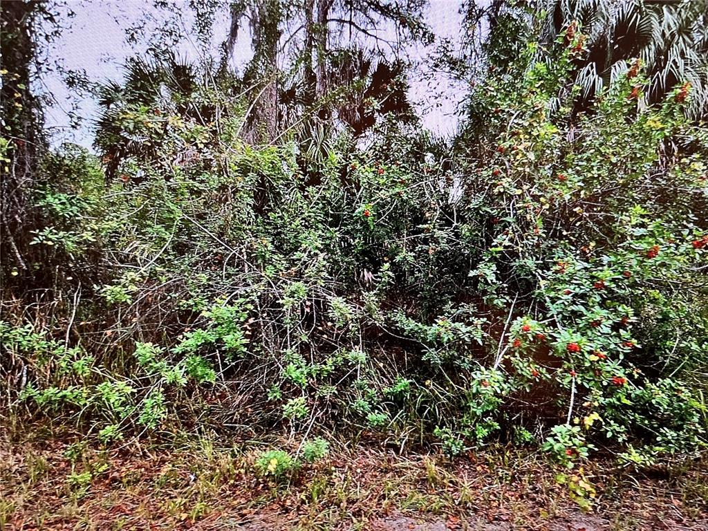 A dense thicket of green shrubs and trees with small red berries fills the frame — LOT 24 CAMPBELL STREET, NORTH PORT, FL
