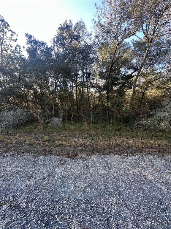 A view of a wooded, undeveloped lot from an adjacent paved road — 3908 W TROPIC LANE, DUNNELLON, FL