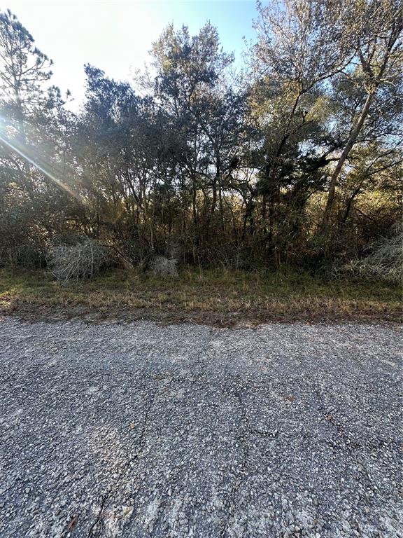 A gravel road borders a dense, wooded area with tall trees under a bright sky — 3908 W TROPIC LANE, DUNNELLON, FL