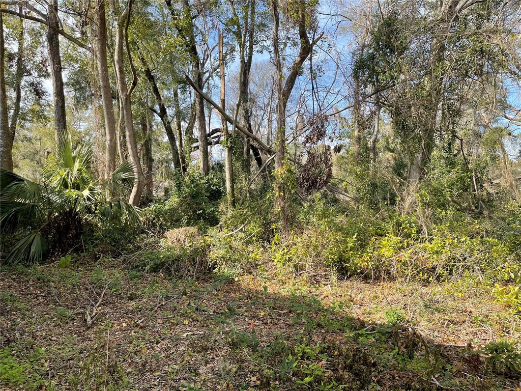 A wooded lot with dense vegetation, tall trees, and a fallen branch in the background — lot 2 NW 135TH TERRACE, ALACHUA, FL
