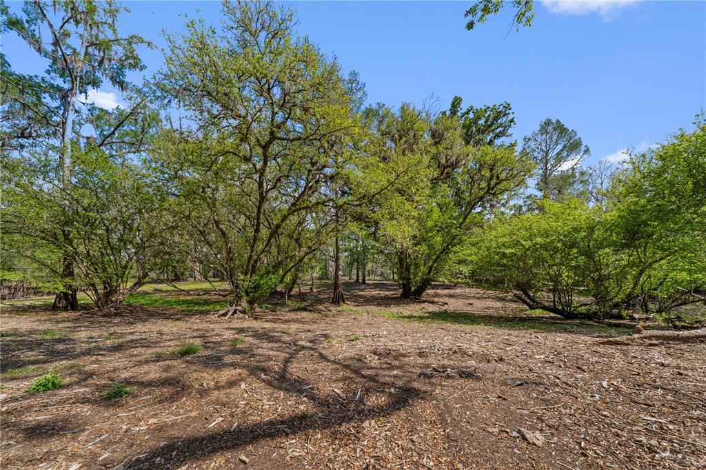 A wooded lot features scattered trees and a ground surface covered in mulch and leaves — 615 NE 904 STREET, OLD TOWN, FL
