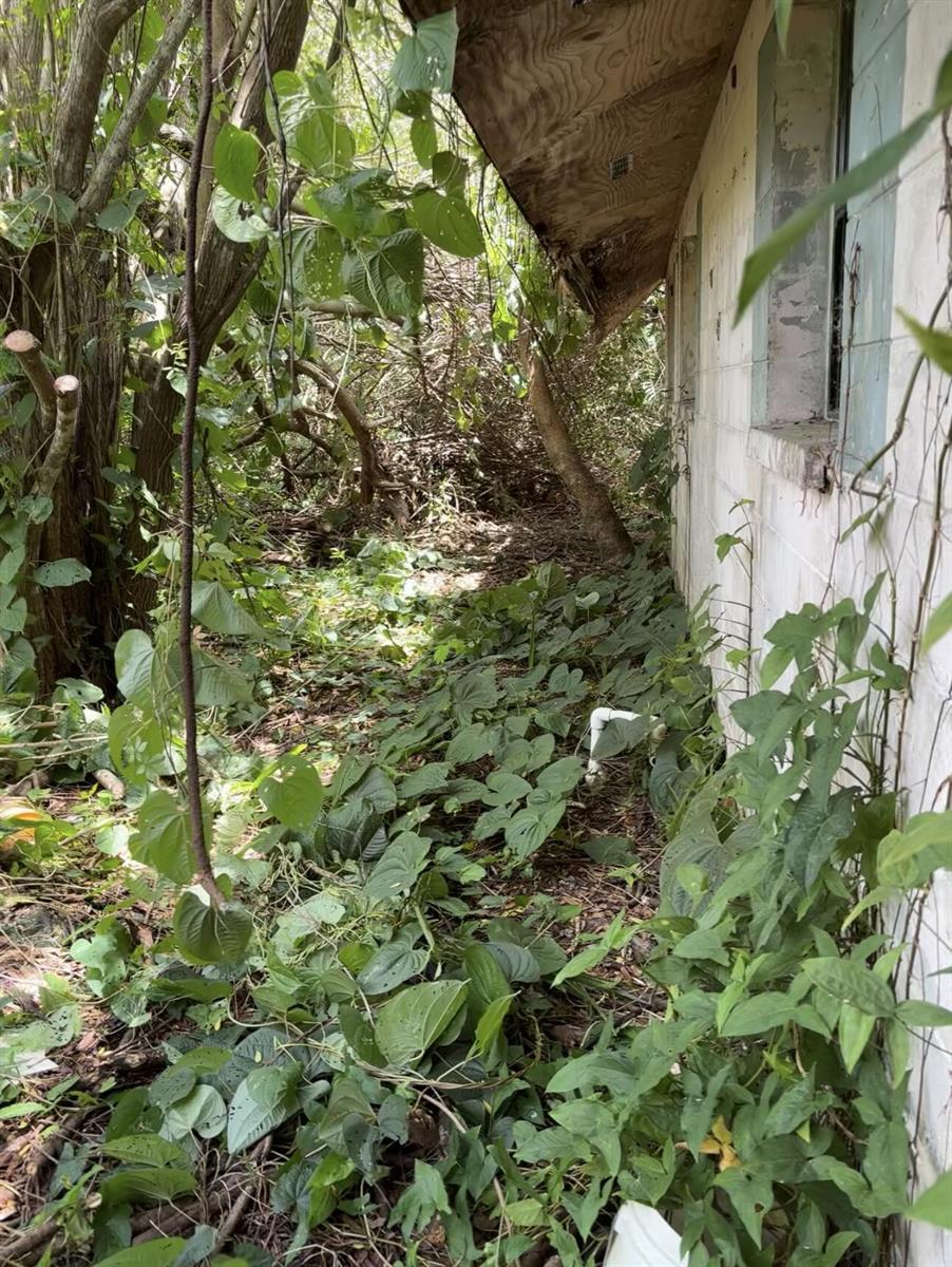An exterior view shows a white concrete block wall overgrown with vines and dense vegetation — 8365 63rd Avenue, Vero Beach FL 32967, VERO BEACH, FL