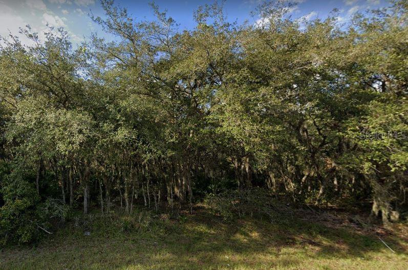A dense cluster of mature trees and underbrush fills a vacant, grassy residential lot — 609 MARLIN WAY, POINCIANA, FL