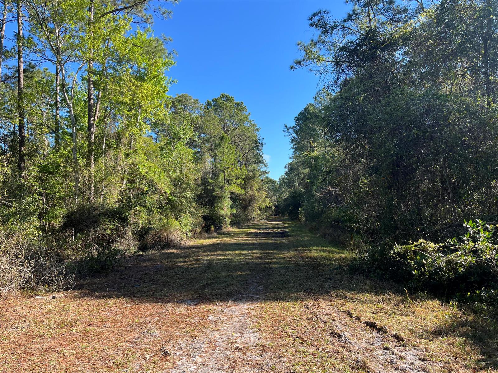 A grassy path leads through a wooded area under a clear blue sky — 208 SE 3rd Street, FL 32139, FL