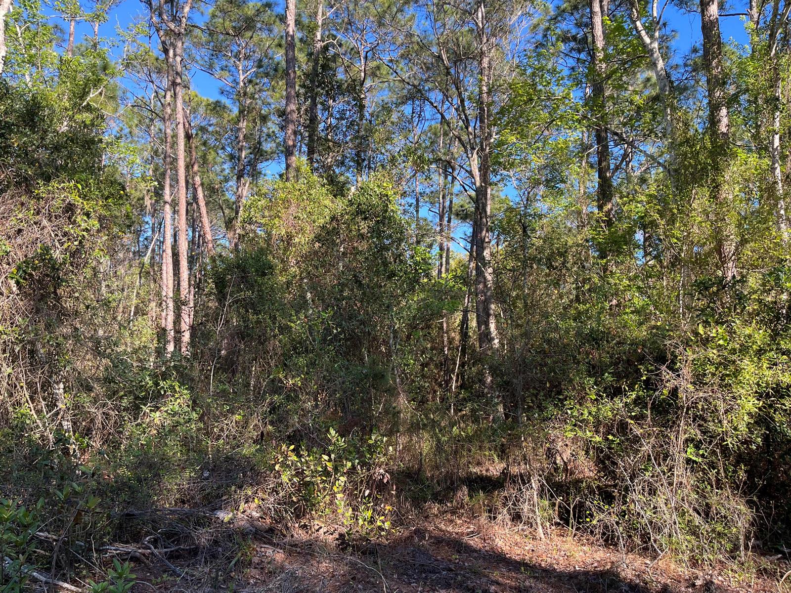 A view of a dense, wooded forest area with tall pine trees and thick underbrush — 208 SE 3rd Street, FL 32139, FL