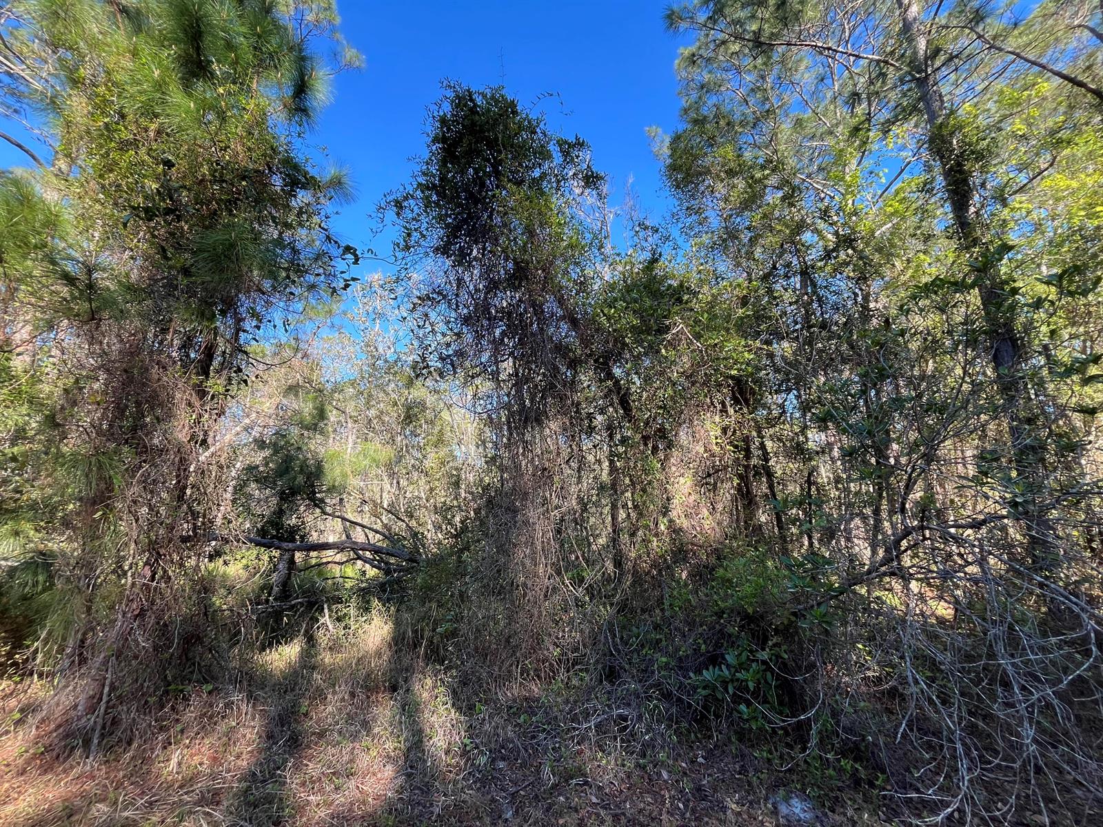 A dense wooded area features tall pine trees covered in thick vines under a blue sky — 208 SE 3rd Street, FL 32139, FL