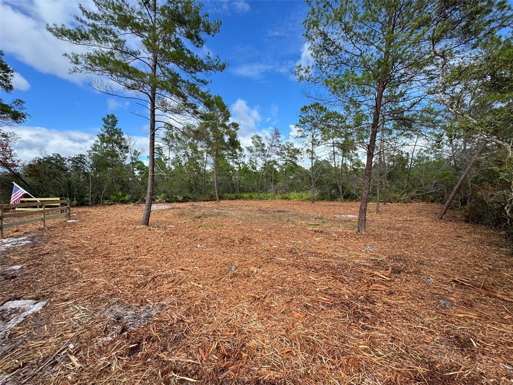 A cleared, level lot features scattered pine trees and a wooden fence on the left — KENTUCKY STREET, PAISLEY, FL