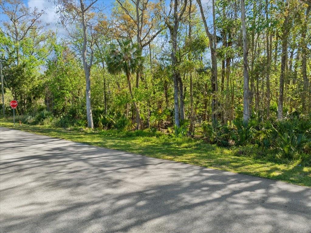 A paved road runs alongside a wooded lot with dense trees and a stop sign — 138 BLARE DRIVE, PALM COAST, FL