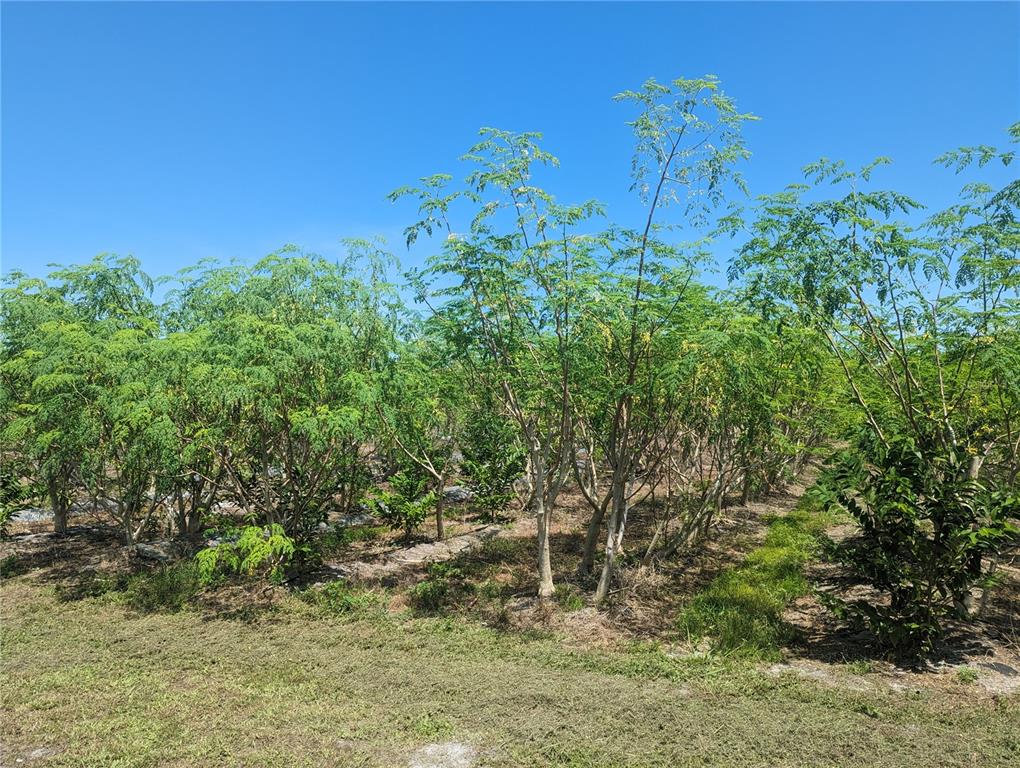 A grove of moringa trees grows in a field under a clear blue sky — 16070 CARLTON LAKE ROAD, WIMAUMA, FL