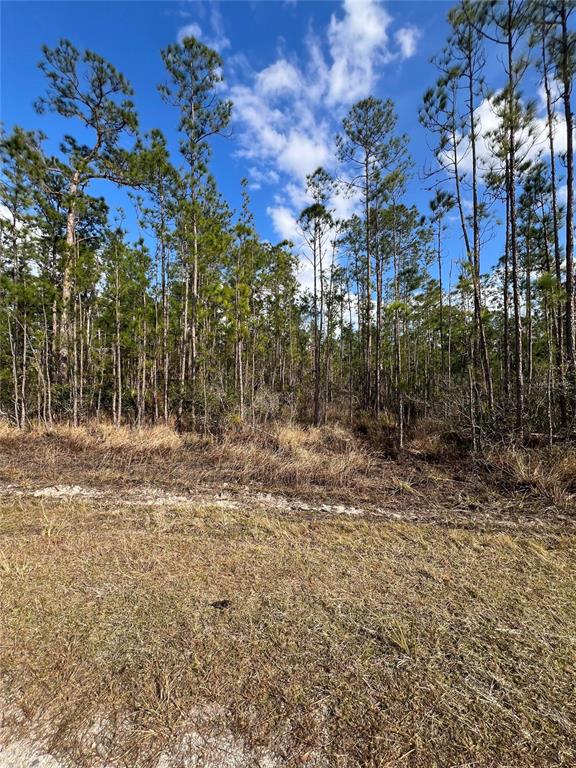 A grassy foreground leads to a dense forest of tall pine trees under a blue sky — 6660 BALBOA BOULEVARD, SEBRING, FL