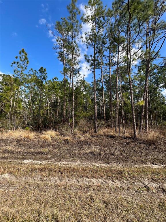 A dirt path leads to a wooded area with tall pine trees under a blue sky — 6660 BALBOA BOULEVARD, SEBRING, FL