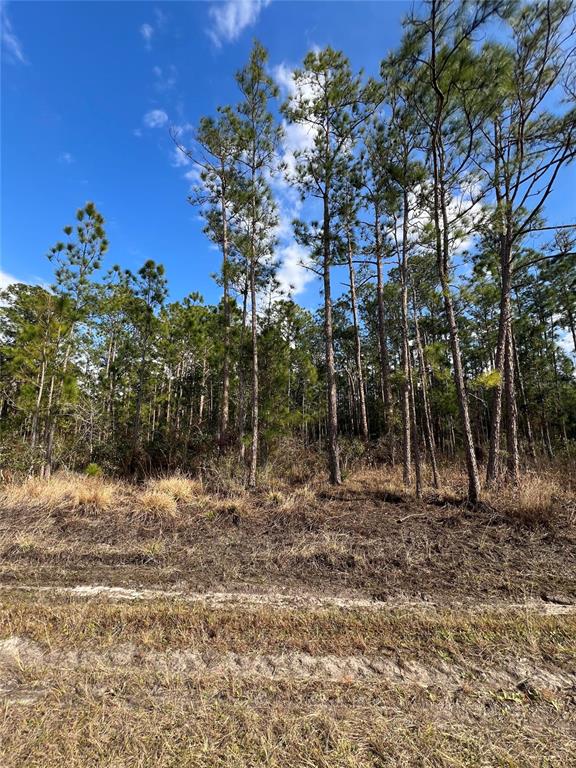 A dirt path leads to a wooded lot filled with tall pine trees under a sky — 6660 BALBOA BOULEVARD, SEBRING, FL
