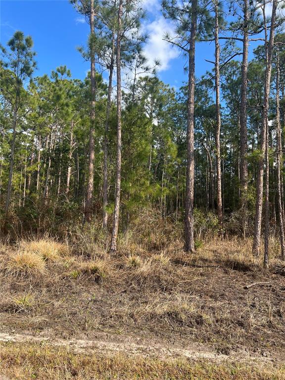 A view of a wooded lot with tall pine trees and dry, grassy ground — 6660 BALBOA BOULEVARD, SEBRING, FL