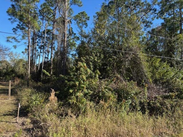 A wooded, undeveloped lot features tall pine trees and dense undergrowth under a clear sky — 13636 SULKY DRIVE, PUNTA GORDA, FL