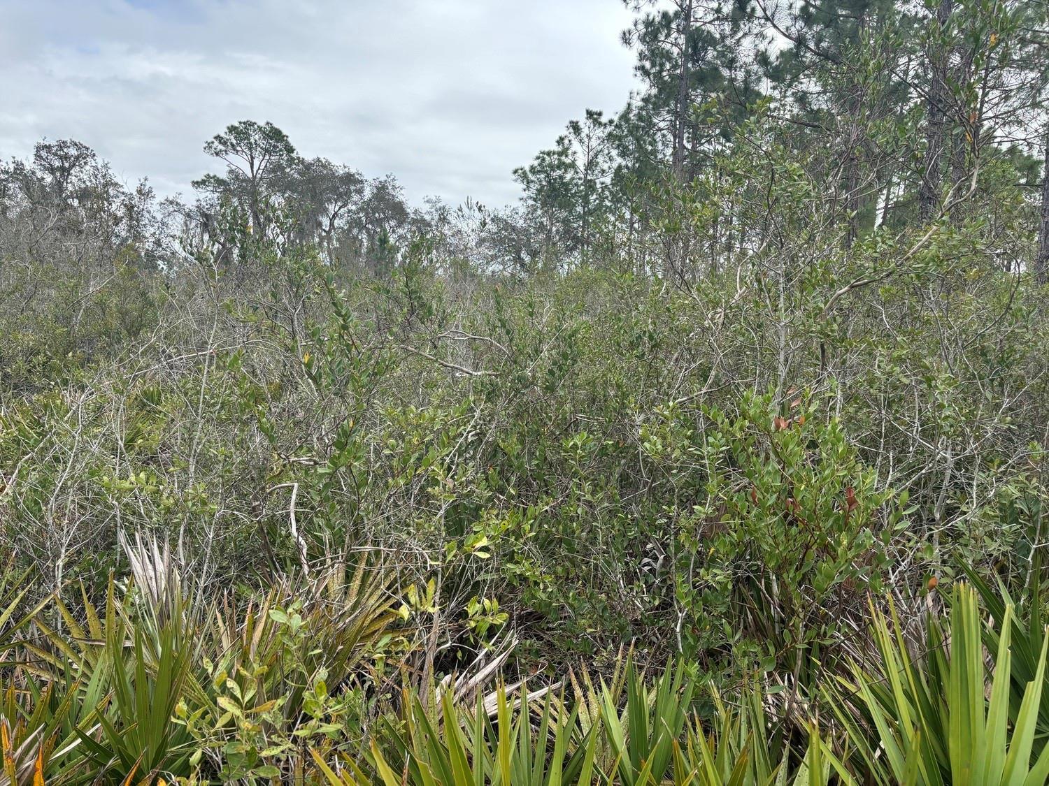A dense thicket of shrubs and small trees sits beneath a cloudy sky — 0 Old Grade Road, FL 33868, FL
