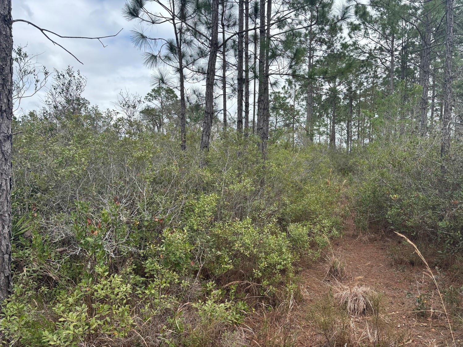 A wooded area features tall pine trees rising above dense, low-lying green shrubs and brush — 0 Old Grade Road, FL 33868, FL
