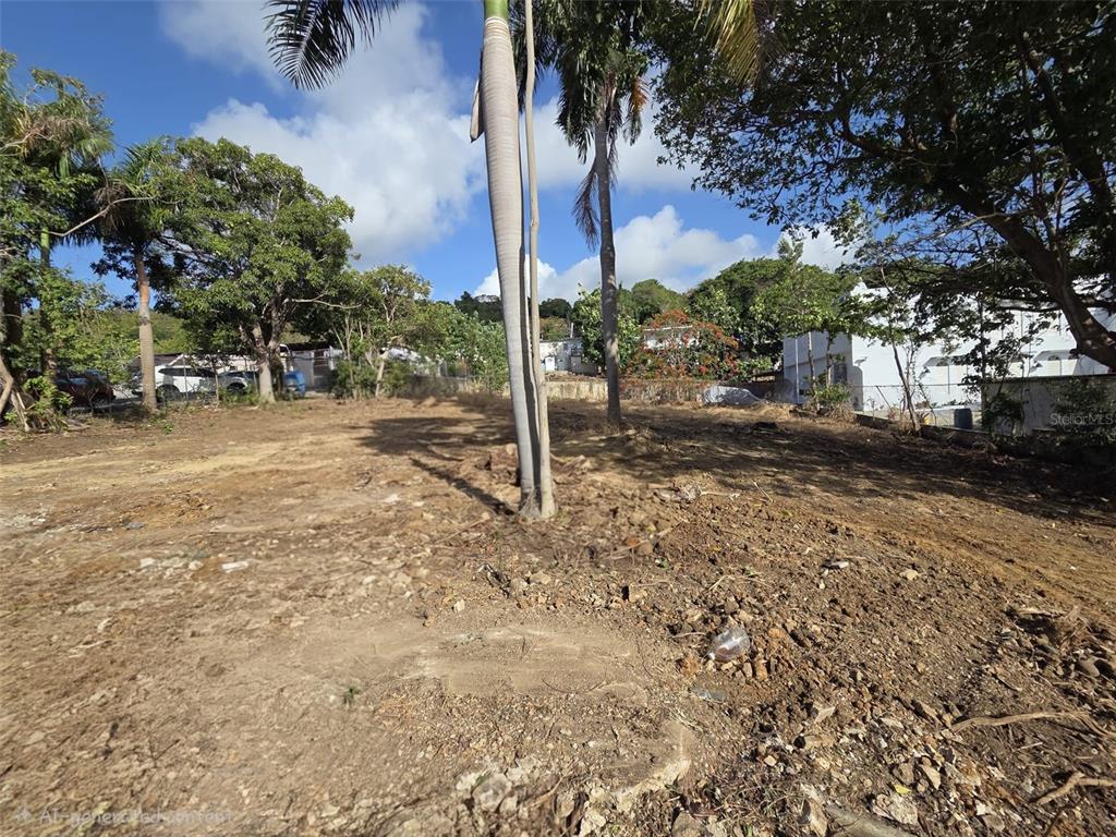 A vacant, cleared dirt lot features several tall palm trees and surrounding mature trees — 144 CARRETERA 3, CEIBA, PR