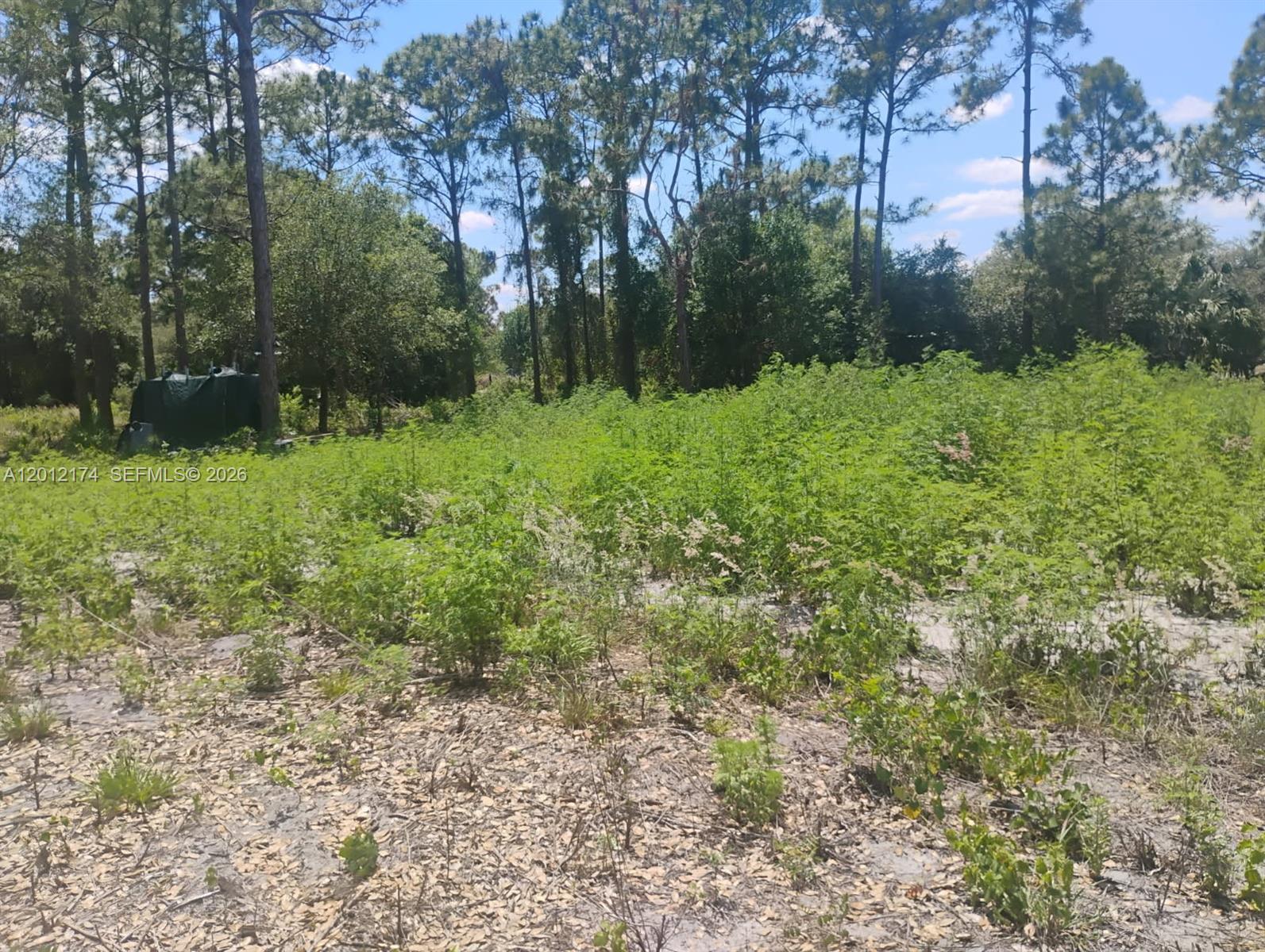 A vacant, sandy lot is covered in low-lying green vegetation with tall trees in the background — 640 N RIVERSIDE ST, Clewiston FL 33440, CLEWISTON, FL