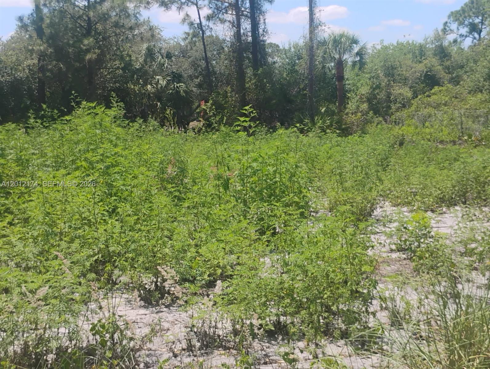 A vacant, sandy lot is covered in dense green weeds and surrounded by tall trees — 640 N RIVERSIDE ST, Clewiston FL 33440, CLEWISTON, FL