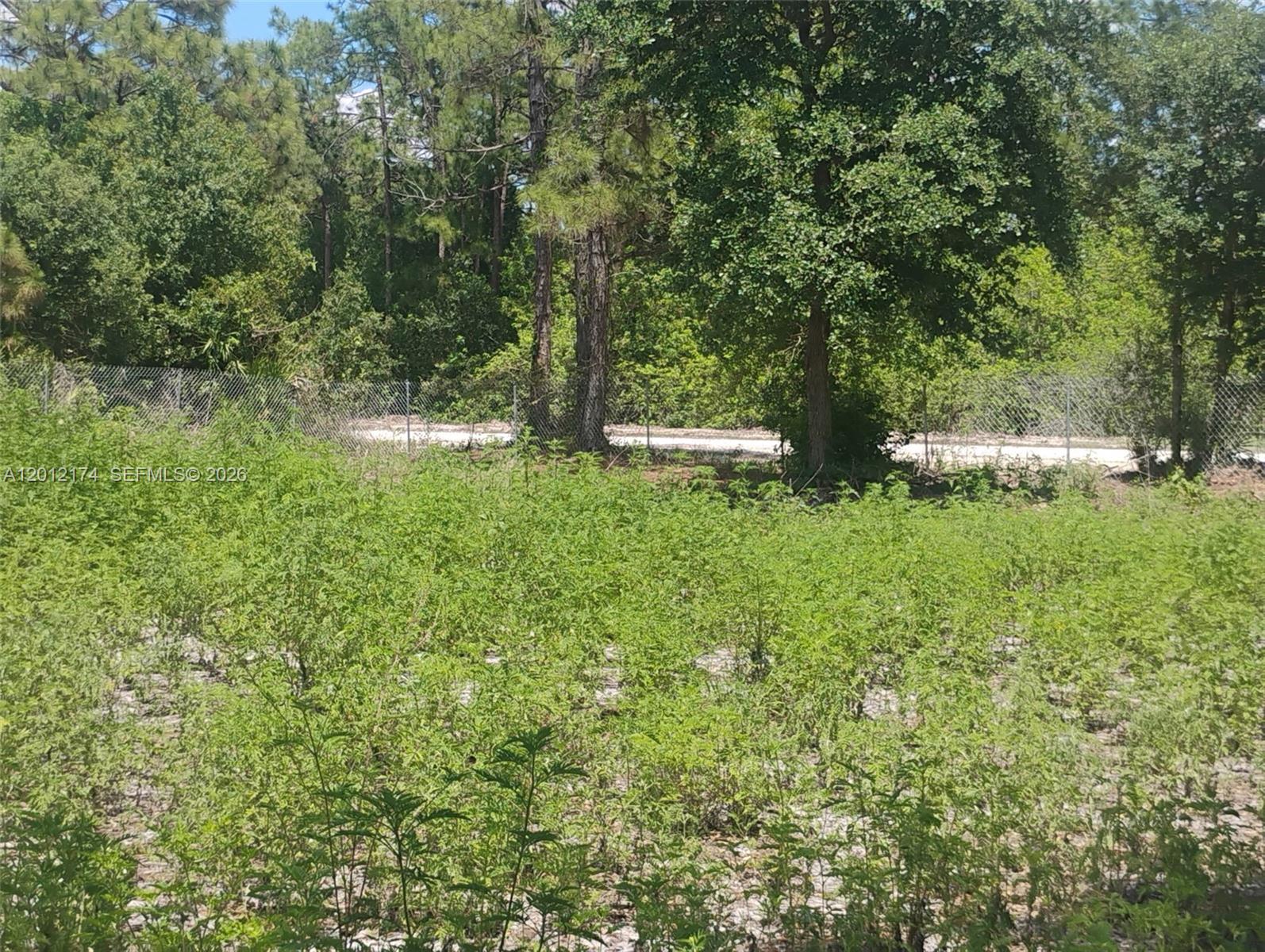 An overgrown, vacant lot features a chain-link fence and mature trees in the background — 640 N RIVERSIDE ST, Clewiston FL 33440, CLEWISTON, FL