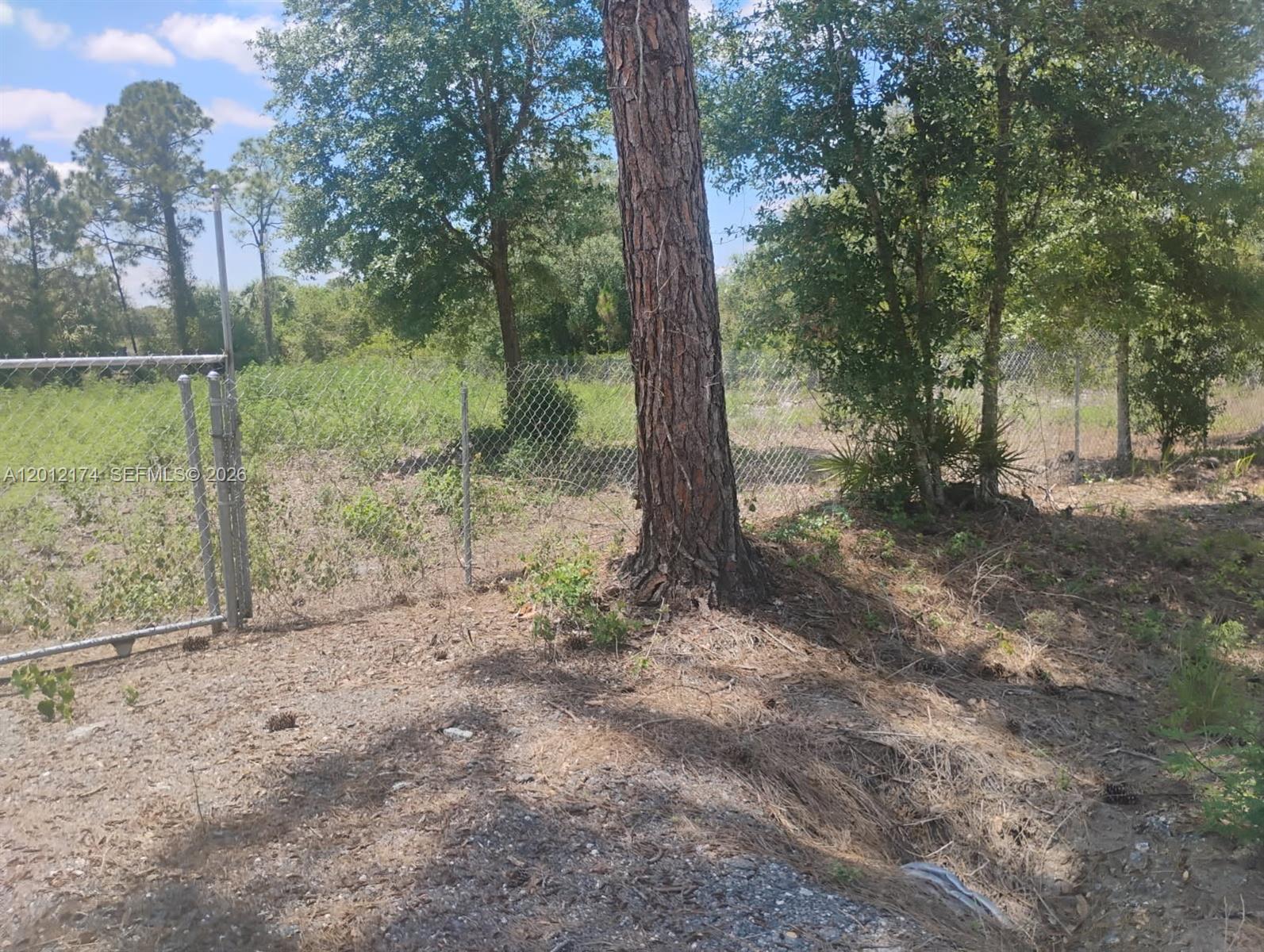 A chain-link fence separates a dirt foreground from a wooded area with several trees — 640 N RIVERSIDE ST, Clewiston FL 33440, CLEWISTON, FL