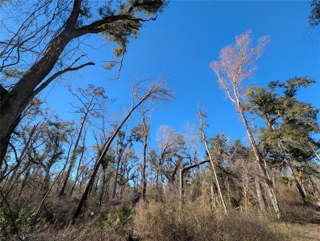 A view looking up at tall trees and brush under a clear blue sky — NW FOX RUN TRAIL UNIT 107, MAYO, FL