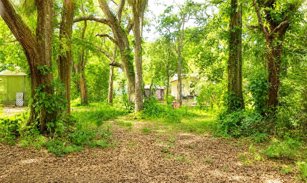 A wooded backyard features mature trees, a leaf-covered ground, and two small houses in distance — 7416 SEAGULL WAY, TAMPA, FL