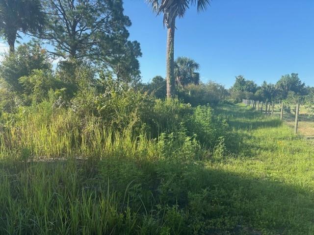 A grassy field with a wire fence, palm trees, and dense vegetation under a blue sky — 19216 NW 300th Street, Okeechobee FL 34972, OKEECHOBEE, FL