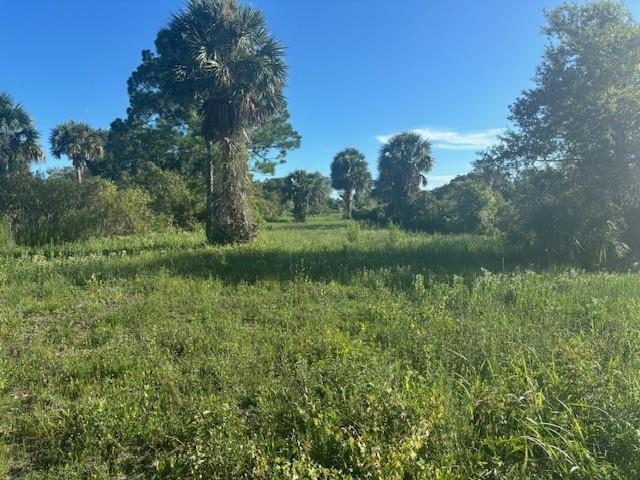 A grassy field with scattered palm trees under a clear blue sky — 19216 NW 300th Street, Okeechobee FL 34972, OKEECHOBEE, FL