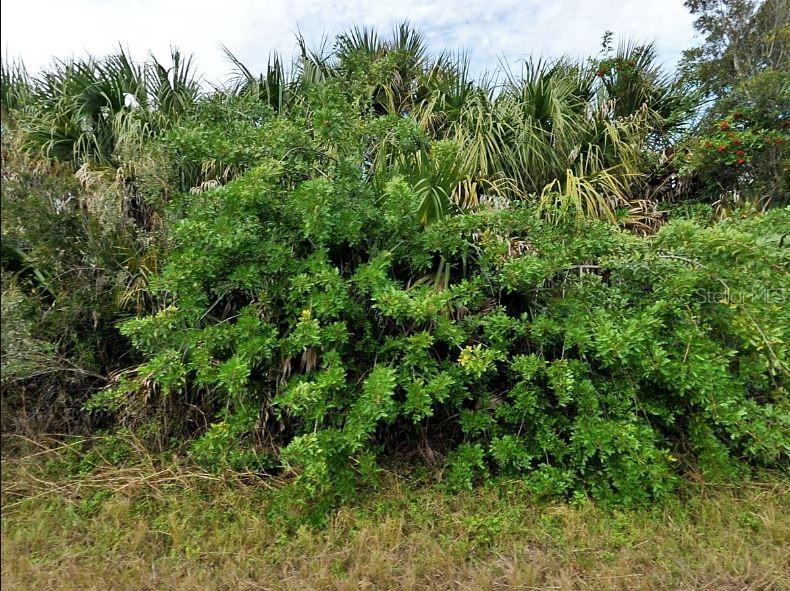 A dense thicket of green shrubs and palm trees grows along a grassy area — KAMAIN ROAD, NORTH PORT, FL