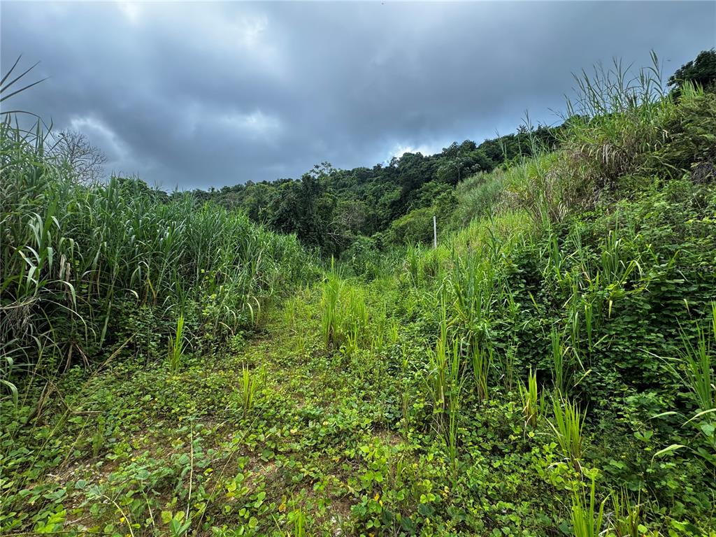 A view of a grassy, overgrown lot leading toward a dense, forested hillside under cloudy skies — CARR 181 BO MASA KM 13 HM 2 LOTE 5, GURABO, PR