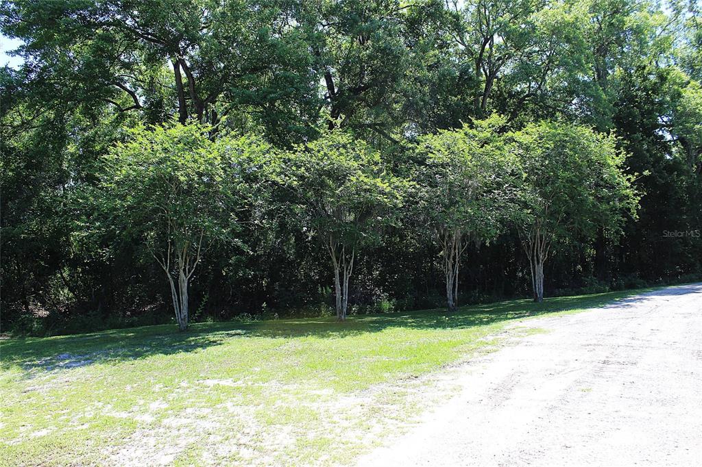 A row of small trees stands in front of a dense forest on a lot — 175 E SAN JOSE STREET, PALATKA, FL