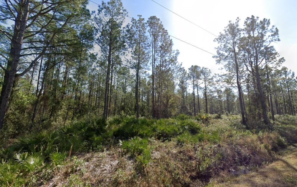 A wooded lot with tall pine trees and low-lying palmetto bushes under a blue sky — 10620 BECKENGER AVENUE, HASTINGS, FL