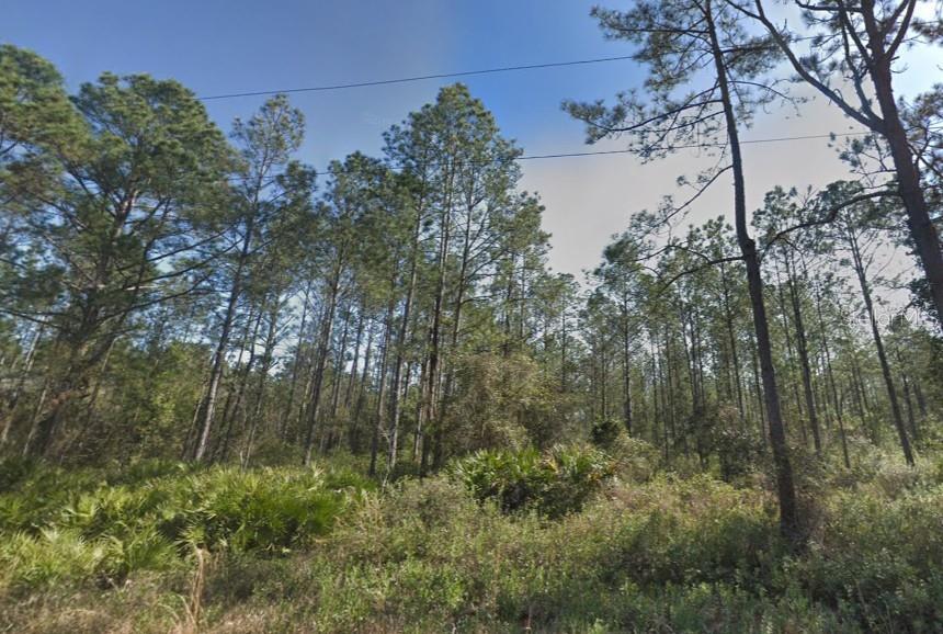 A wooded lot featuring tall pine trees and low-lying palmetto bushes under a blue sky — 10620 BECKENGER AVENUE, HASTINGS, FL