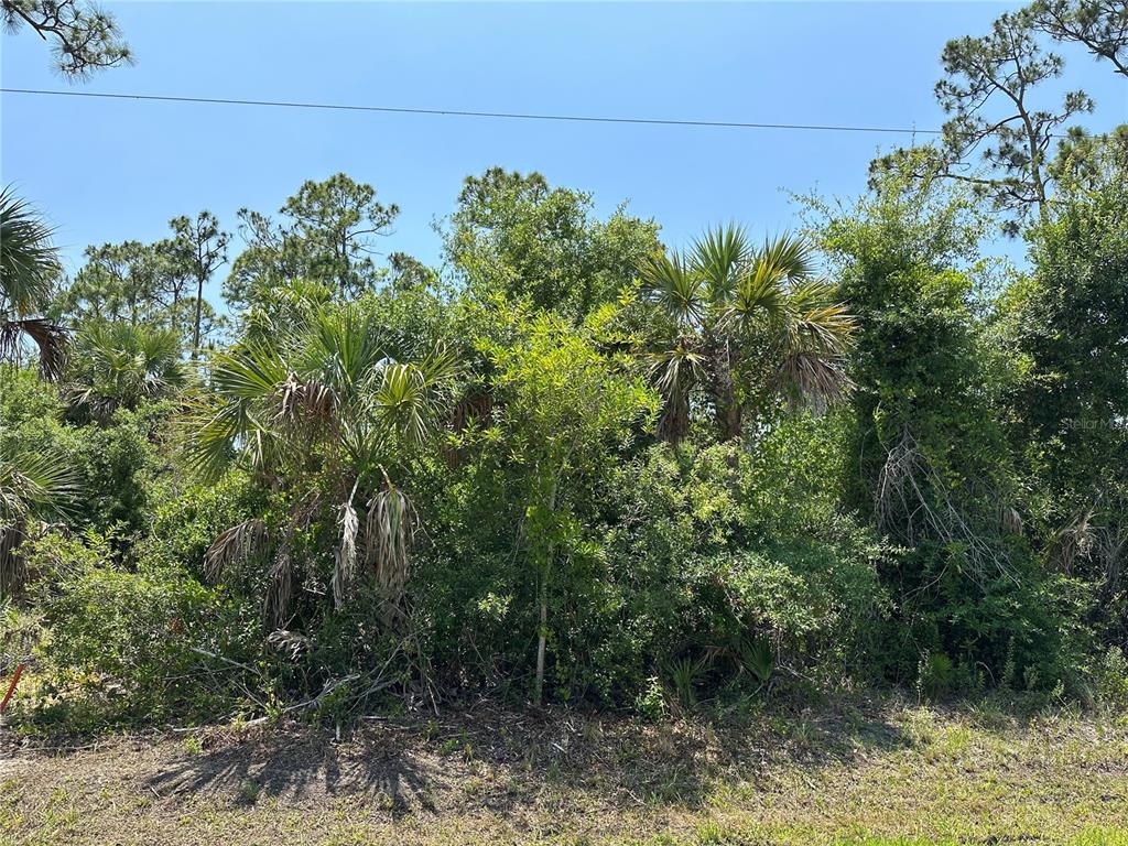 A dense, wooded lot features various palm trees and native shrubs under a clear sky — 12091 GREEN GULF BOULEVARD, PUNTA GORDA, FL