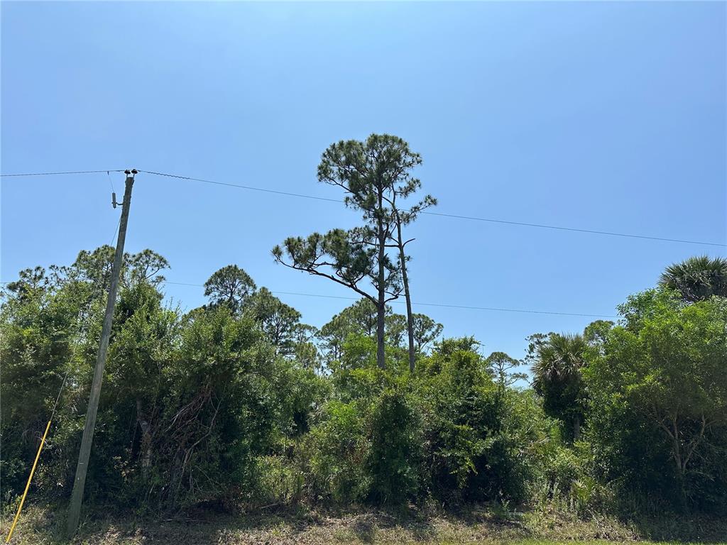 A utility pole stands beside a dense thicket of trees and vegetation under a clear sky — 12091 GREEN GULF BOULEVARD, PUNTA GORDA, FL