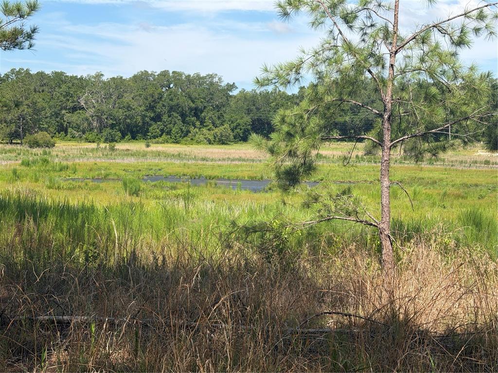 A view of a grassy wetland area with a small pond and surrounding pine trees — TBD GUAVA TERRACE, OCKLAWAHA, FL