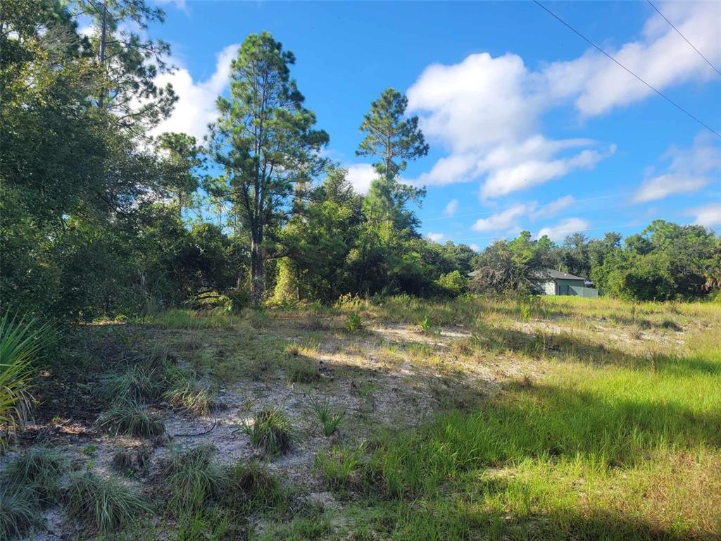 A vacant, grassy lot features sandy patches, scattered shrubs, and several tall pine trees — SCENIC ROAD, NORTH PORT, FL