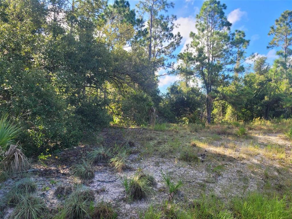 A view of a sandy, undeveloped lot surrounded by dense trees and native vegetation — SCENIC ROAD, NORTH PORT, FL