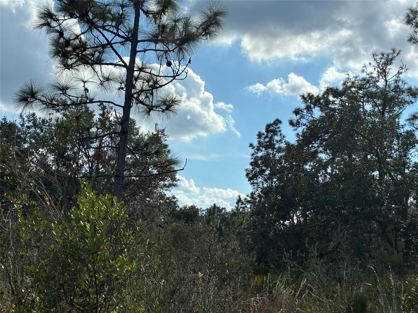 A view of a wooded area with pine trees under a blue sky with clouds — Lot 21 & 22 Plumosa Drive, FL, FL